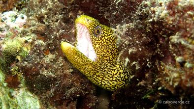 Diving-120 Diving-120
