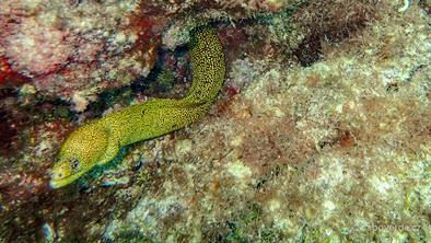 Diving-301 Diving-301