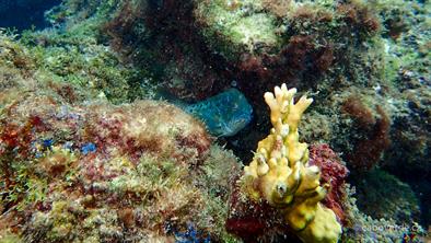 Diving-306 Diving-306